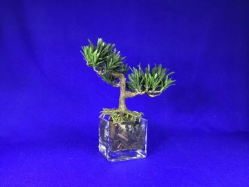 Arranjo bonsai artificial