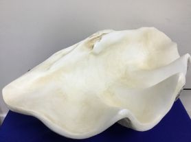 Centro de mesa concha - 65x 30cm