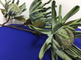 Galho Pata Canguru c/ 3 flores 