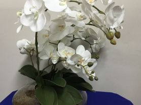 Vaso de vidro  redondo c/ 5 orquídeas brancas